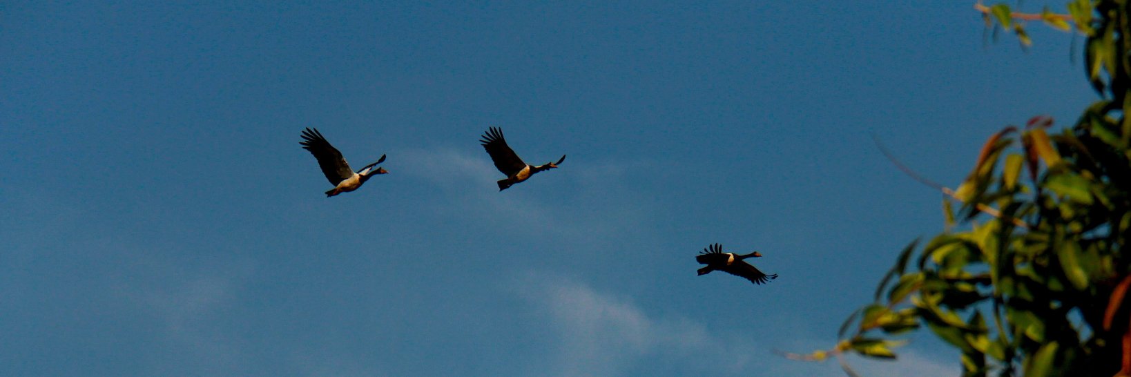 Amélie Corriveau banner