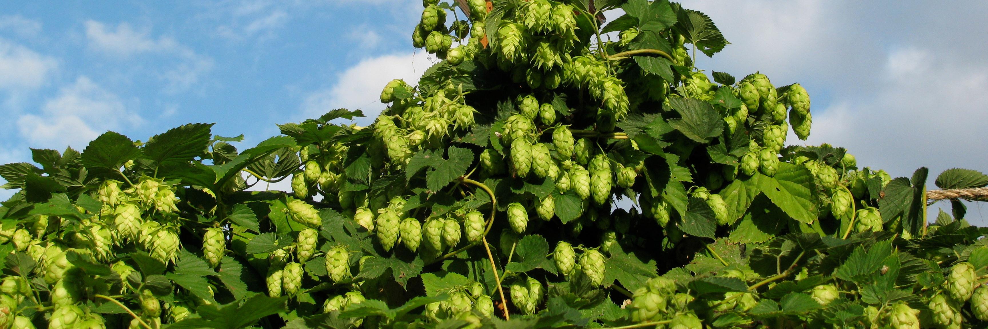 laxlagers's profile banner image