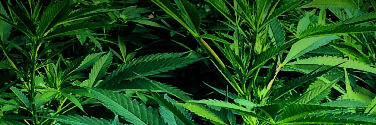 DoctorGrow420's profile banner image