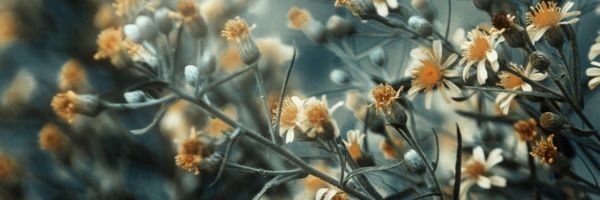 Tania_RH's profile banner image