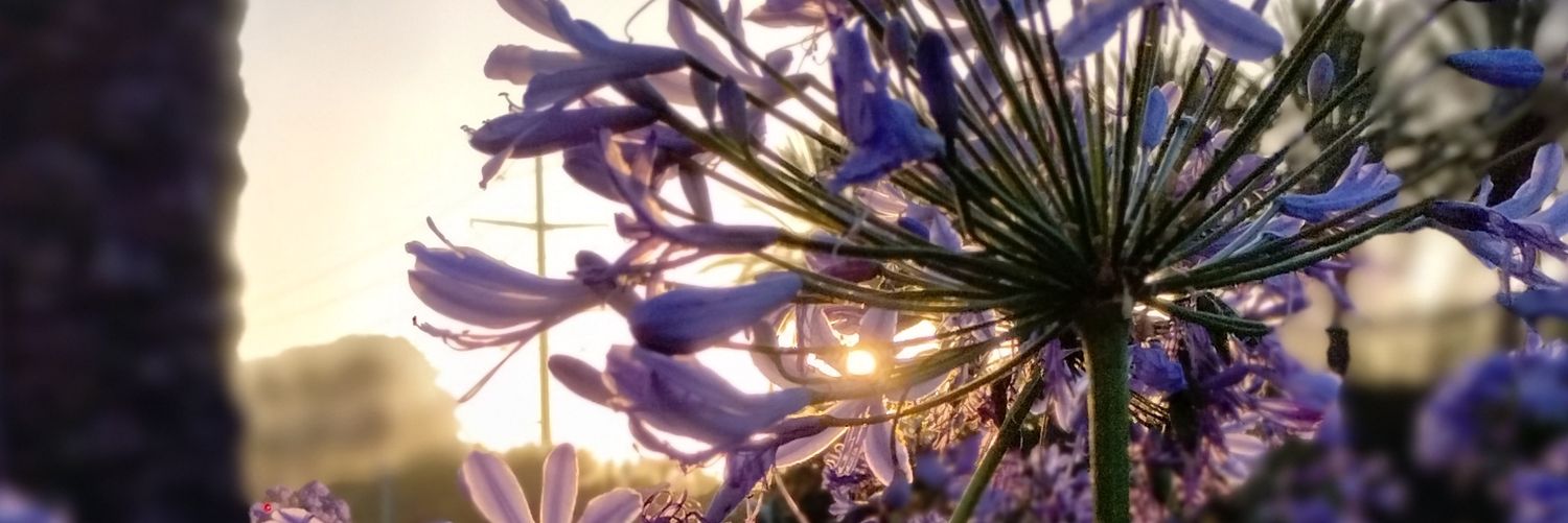 CaryMarieDC's profile banner image