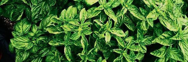 TheCleverRoot banner