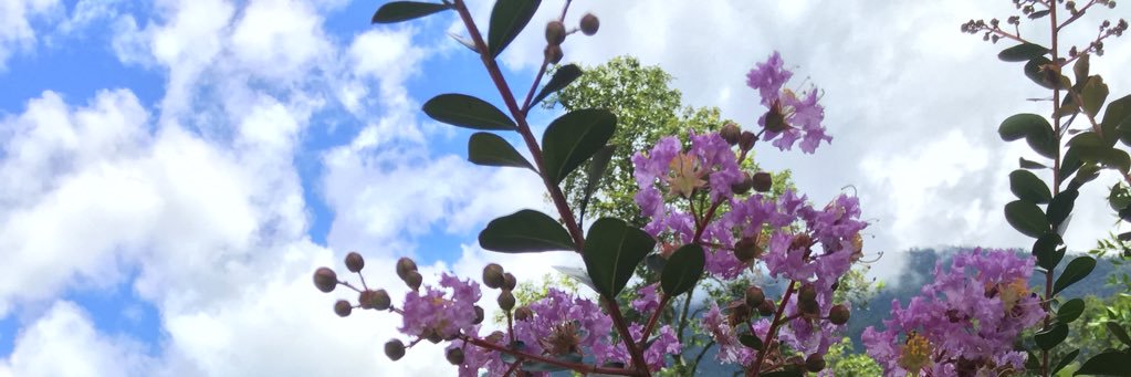daisytashlima's profile banner image