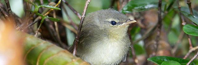 Lance 🦉🪶 banner