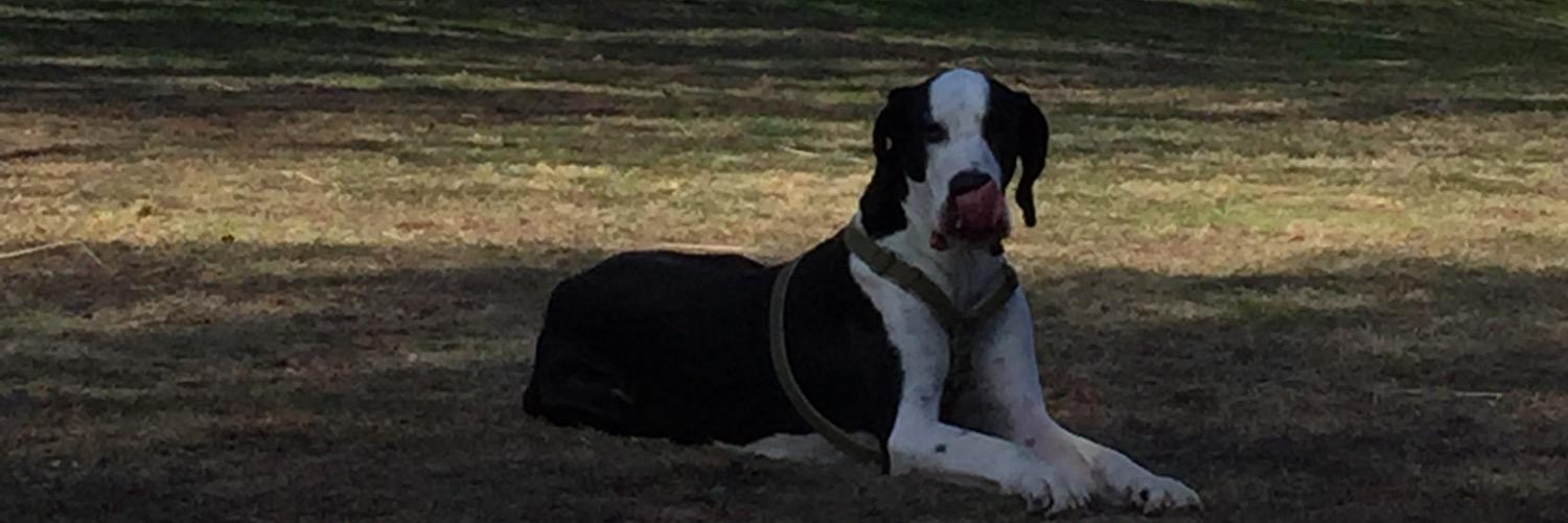bellaandgeorge1's profile banner image