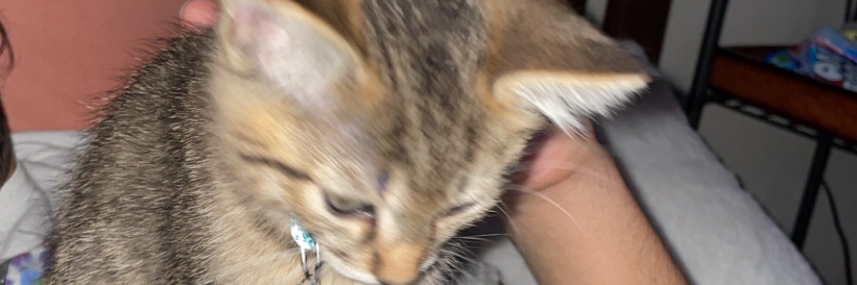 _mahappy_'s profile banner image