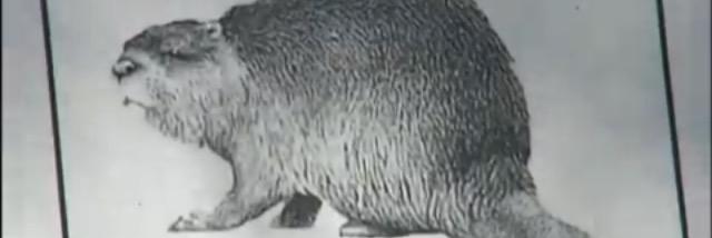 LooseBeaver's profile banner image