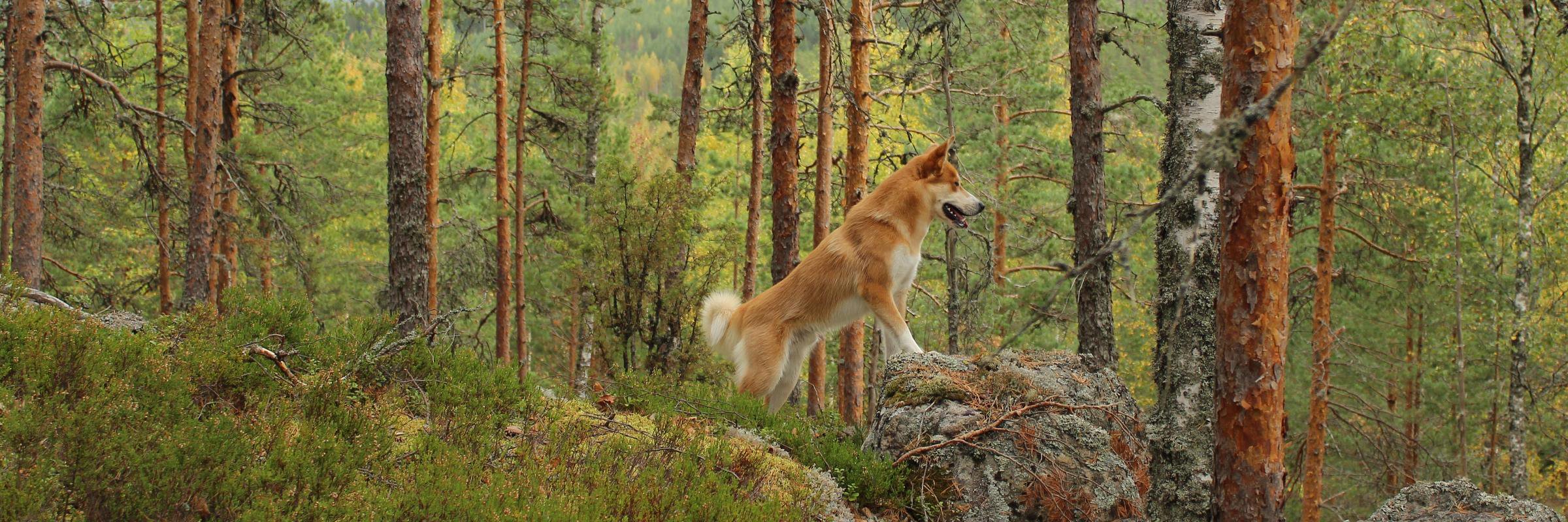 BPartanen's profile banner image