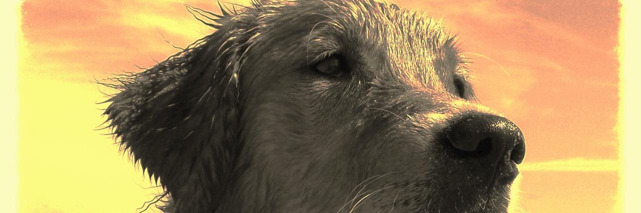 Bert Verschuur banner
