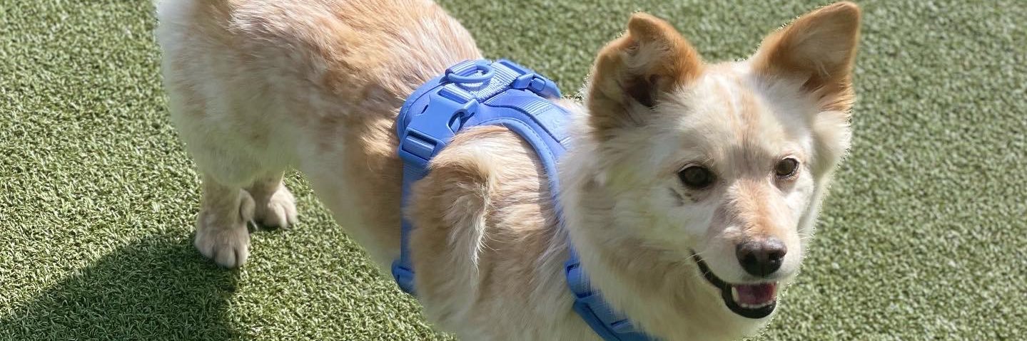 ジョイス | ♌️ banner