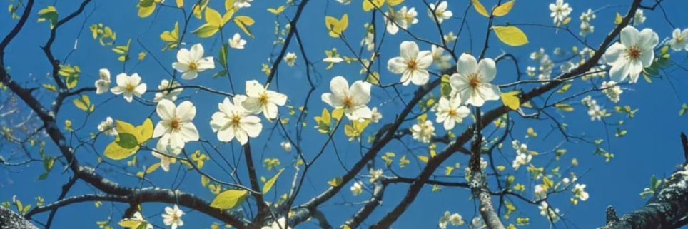 HkKoki's profile banner image