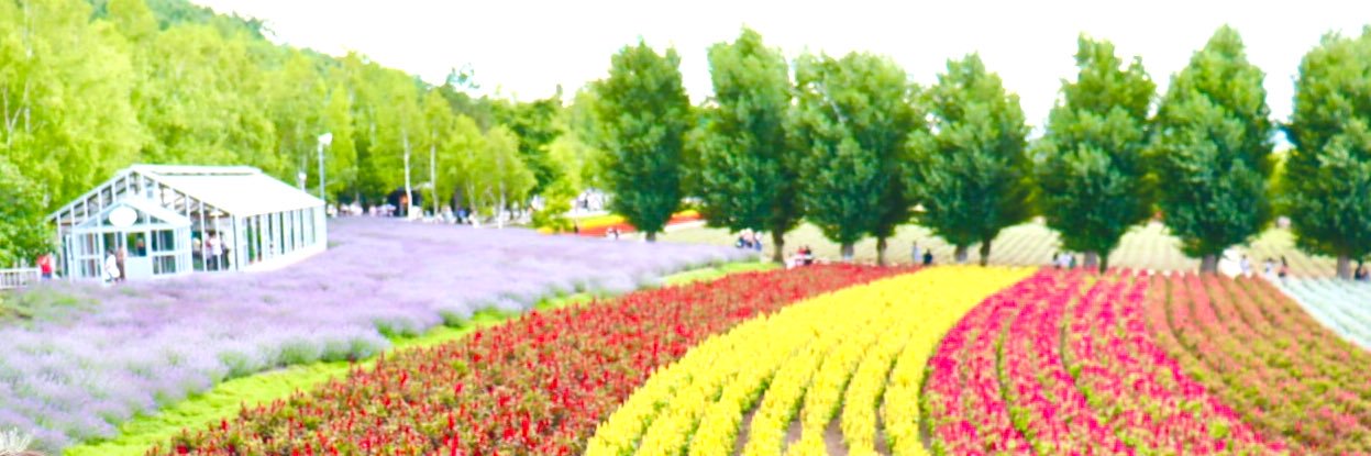 fleur_a1's profile banner image