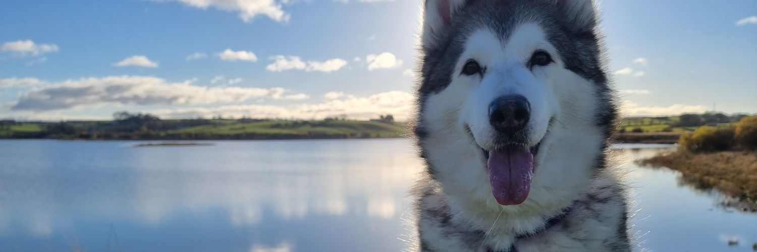 gabbybarrows's profile banner image