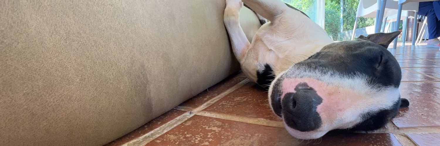 sofía banner