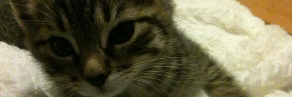 Enixestla Profile Banner