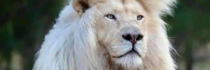 DaGreat_AF's profile banner image