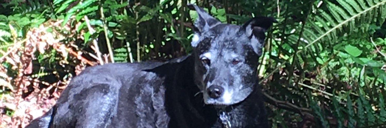 vgronley's profile banner image