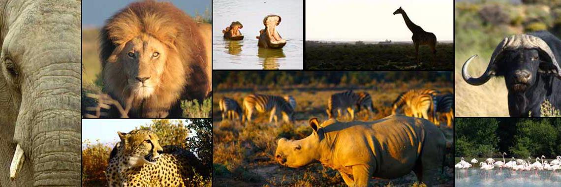 Inverdoorn_FR's profile banner image