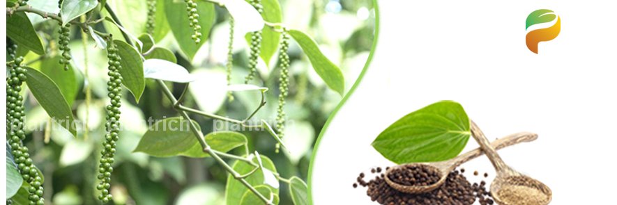 plantrich_'s profile banner image