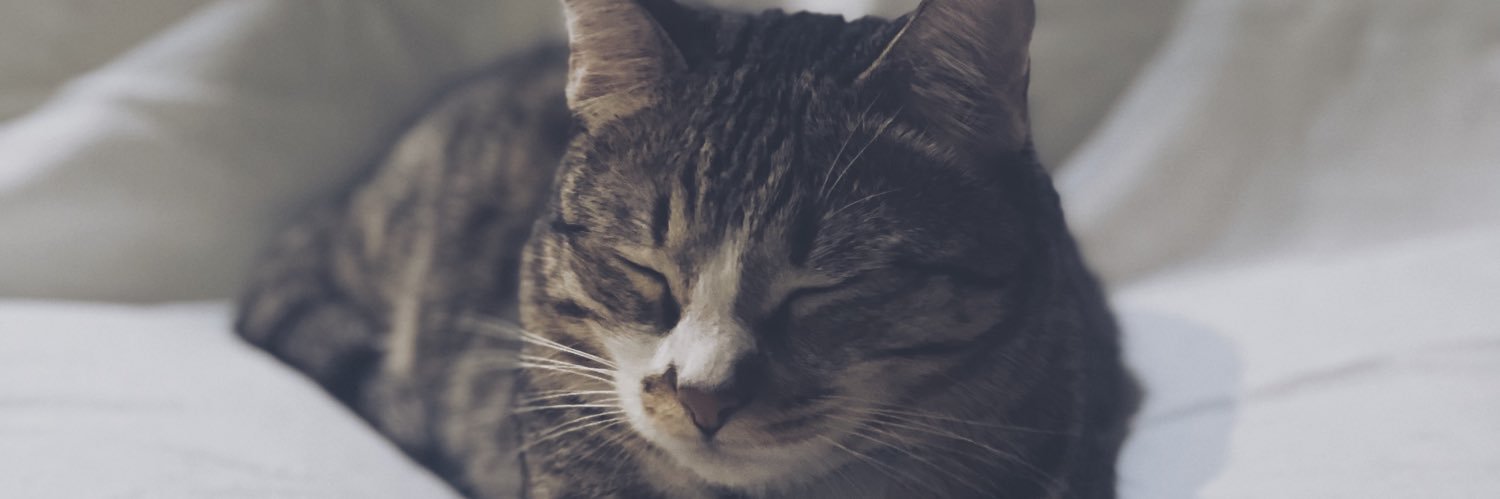 Pamiroooo's profile banner image
