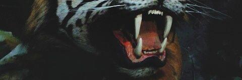Prawitafriz's profile banner image