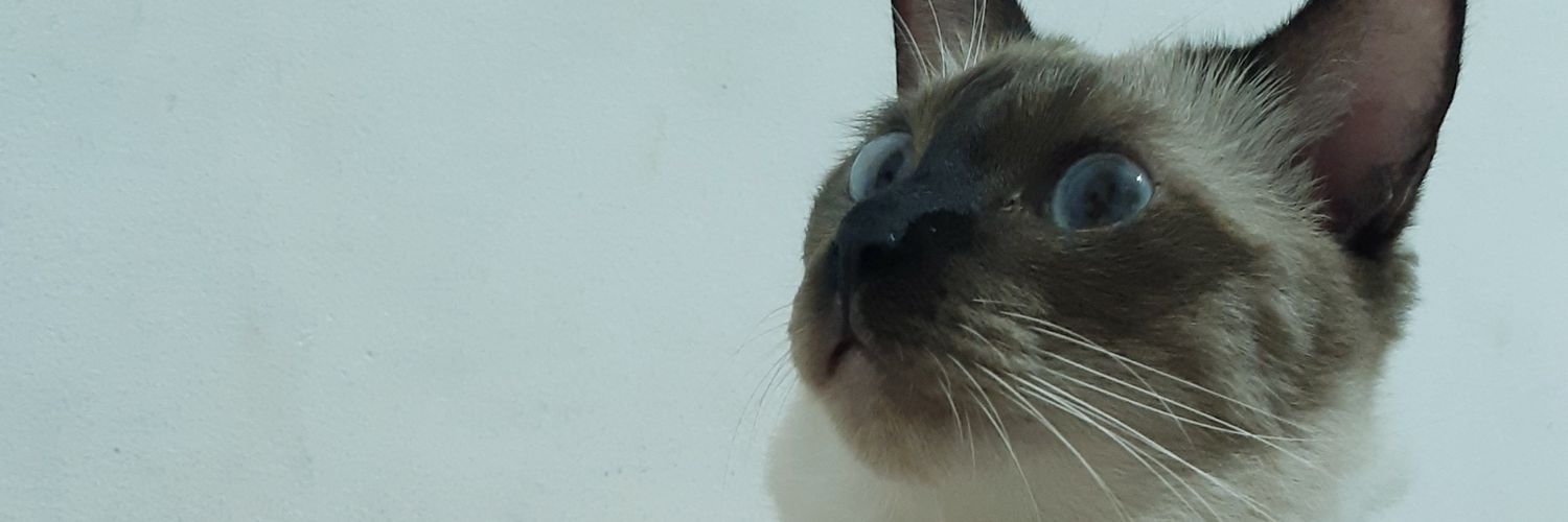 ShymanAdam's profile banner image