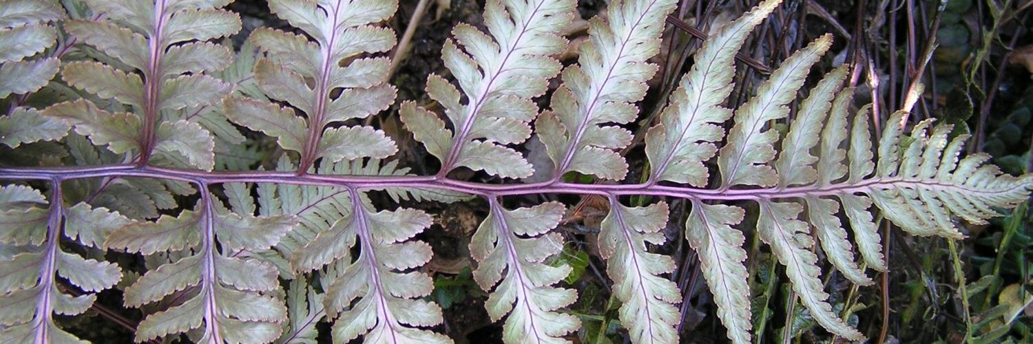 Katie Benallick banner