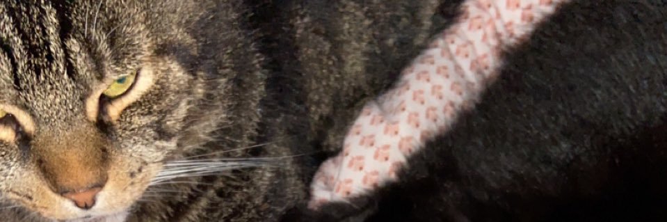 SatineViaene's profile banner image