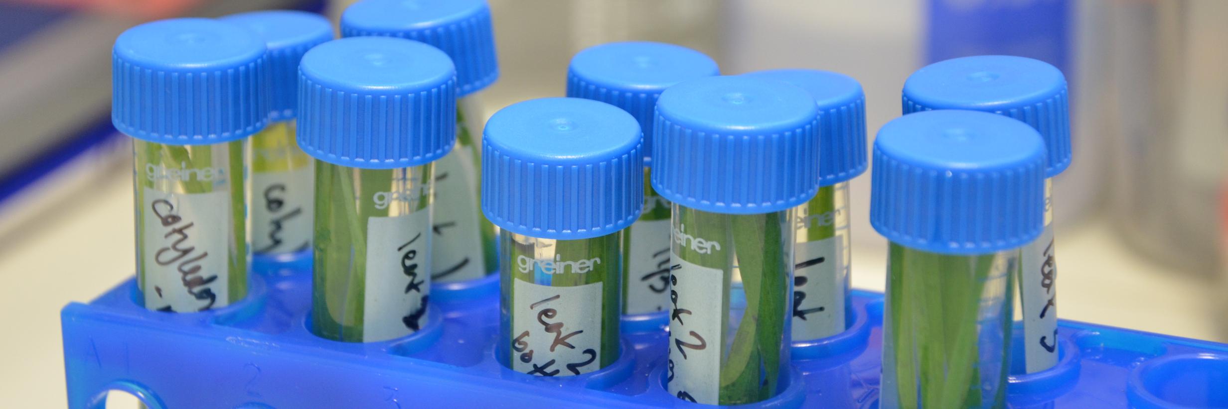 Sarah Gurr Lab banner