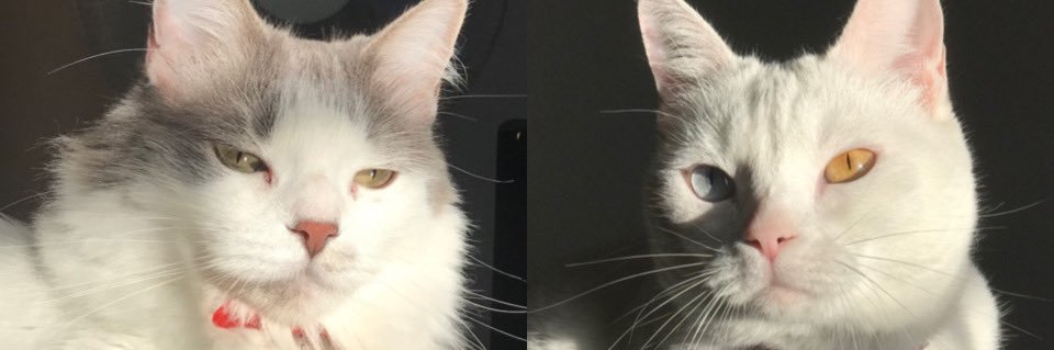 solnromero's profile banner image