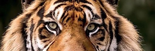 TalhaCakti's profile banner image