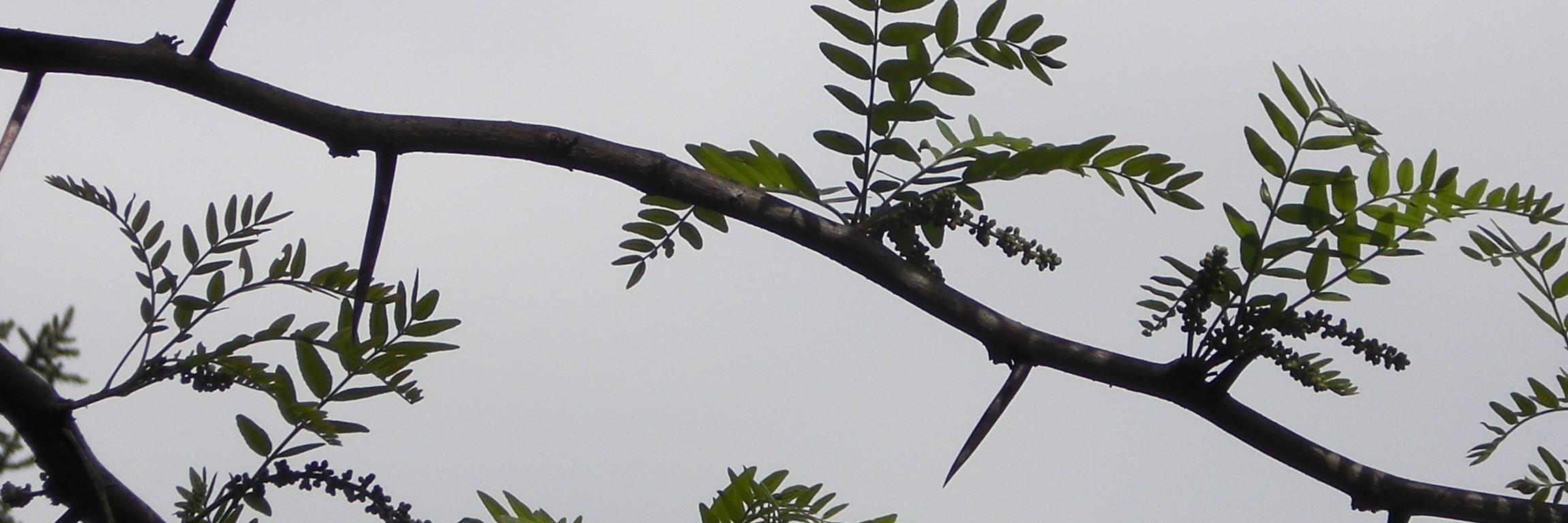 TreesParis's profile banner image