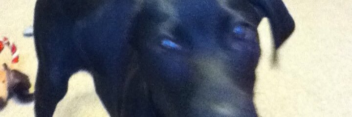 AngeliaWhiddon's profile banner image