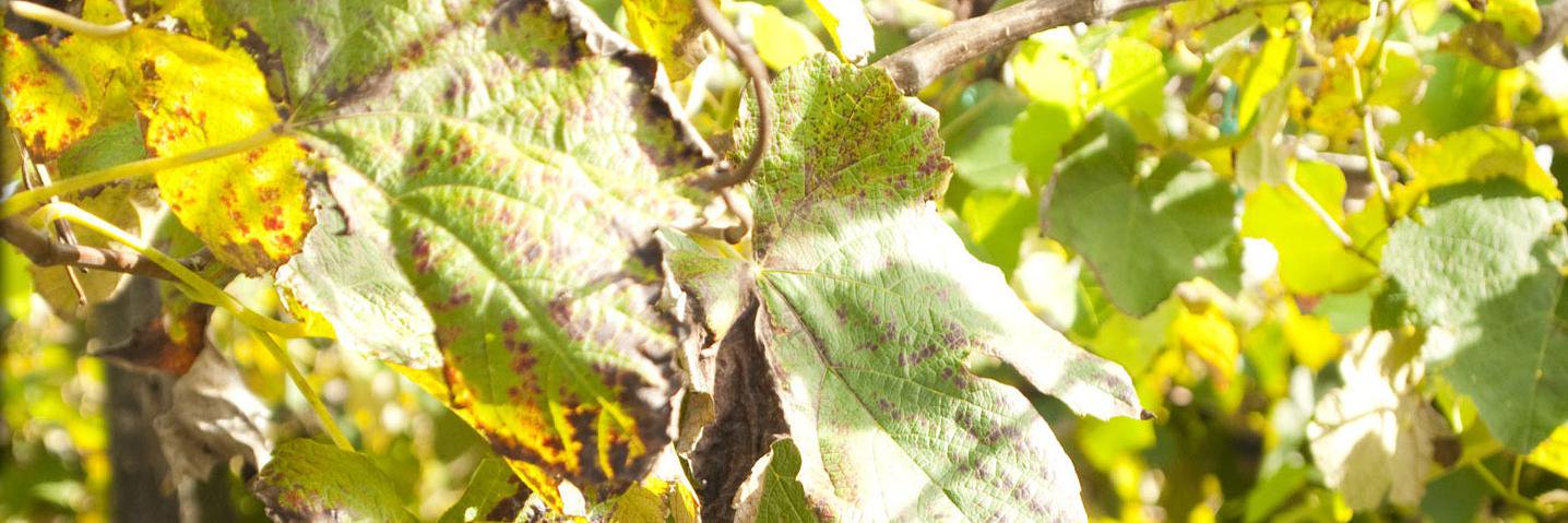 WineMakerMe's profile banner image