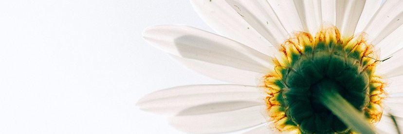 VoceAdora's profile banner image