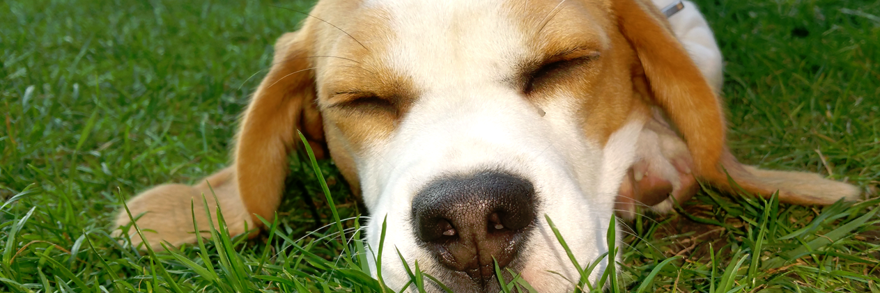 charleyswoof's profile banner image