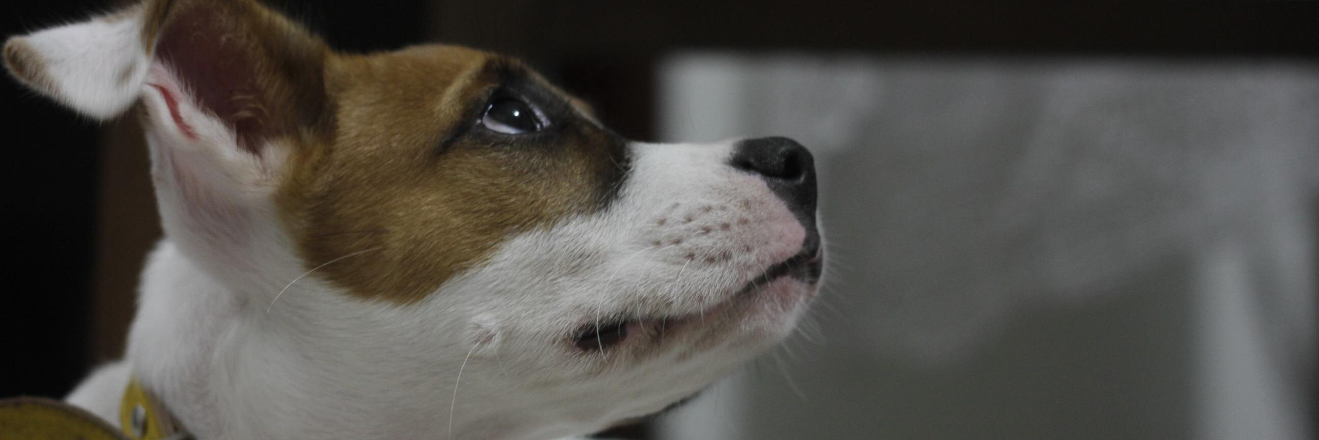 saulobastos's profile banner image