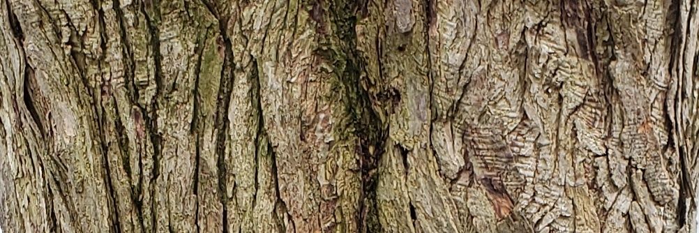 tommoughan banner