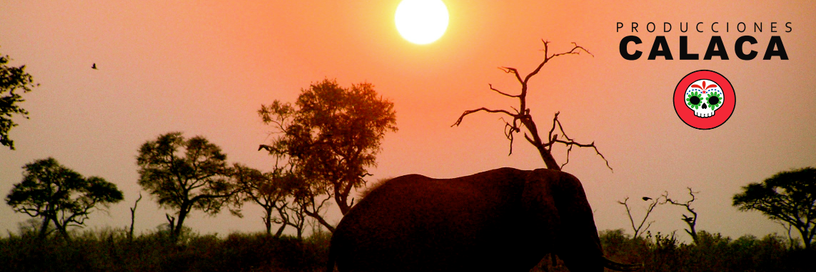 Calaca_Prod's profile banner image