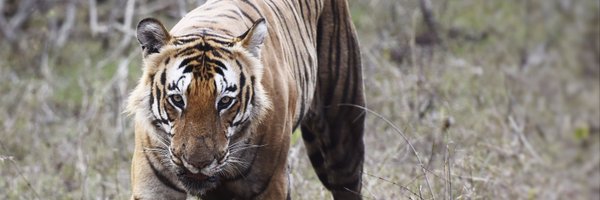 BhattNimit Profile Banner