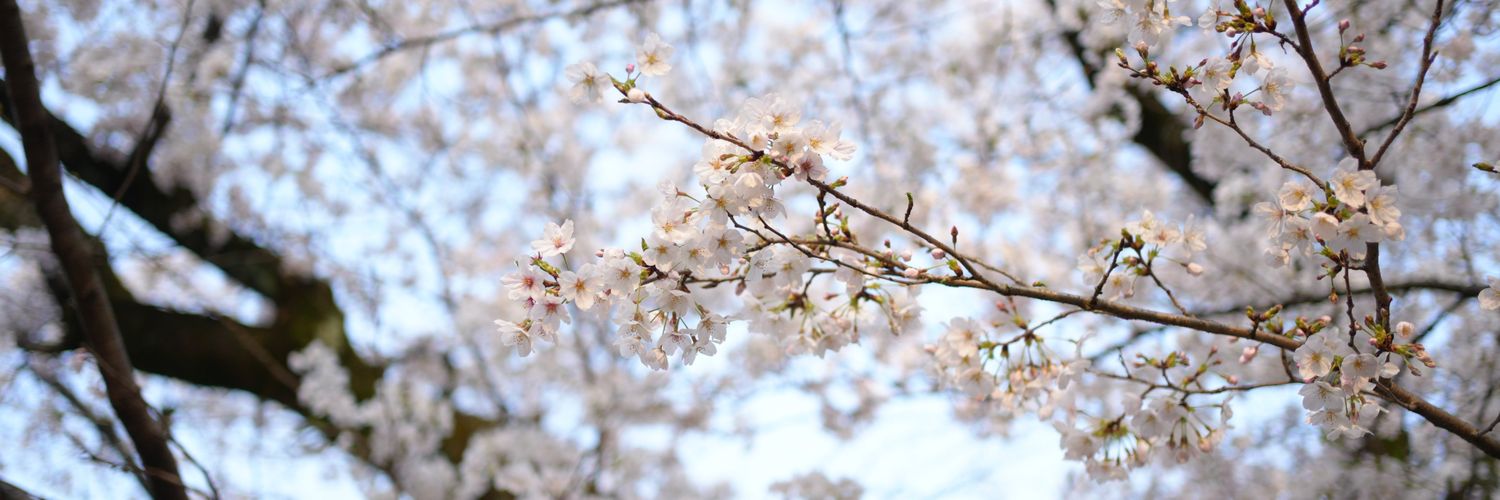 haru___2000's profile banner image