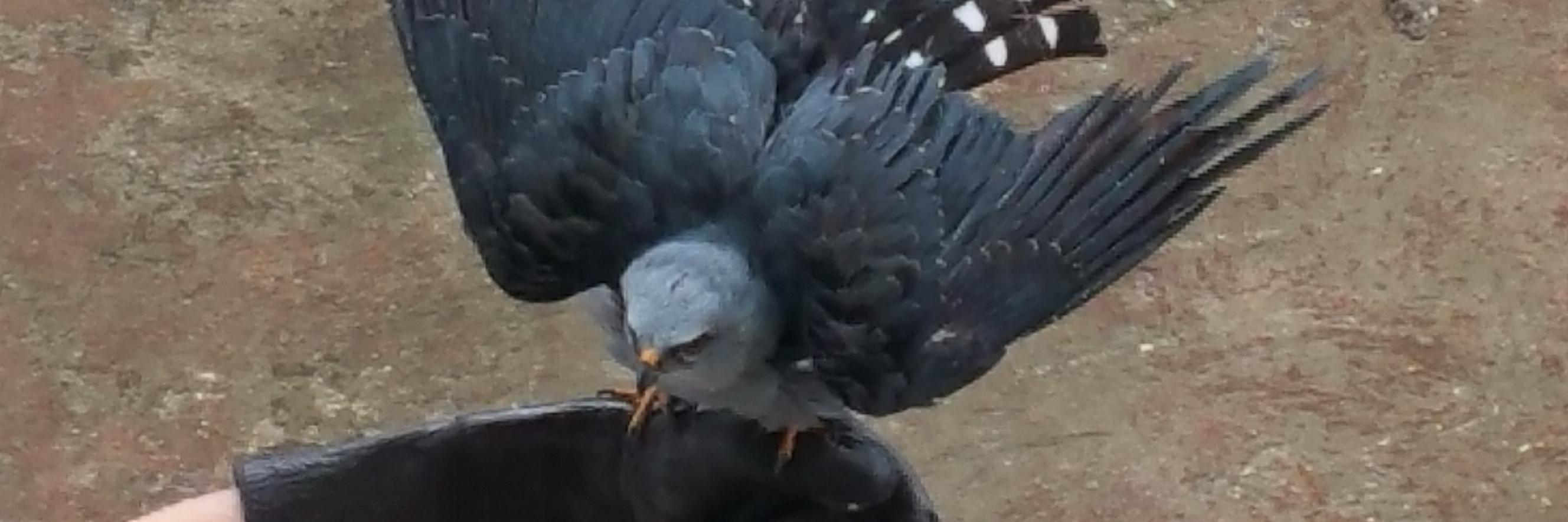 Belizeraptorctr's profile banner image