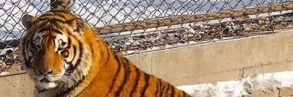 stopcollectingF's profile banner image