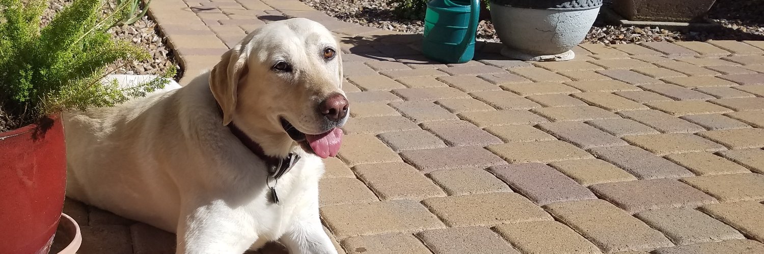 Desert Lab Rescue banner