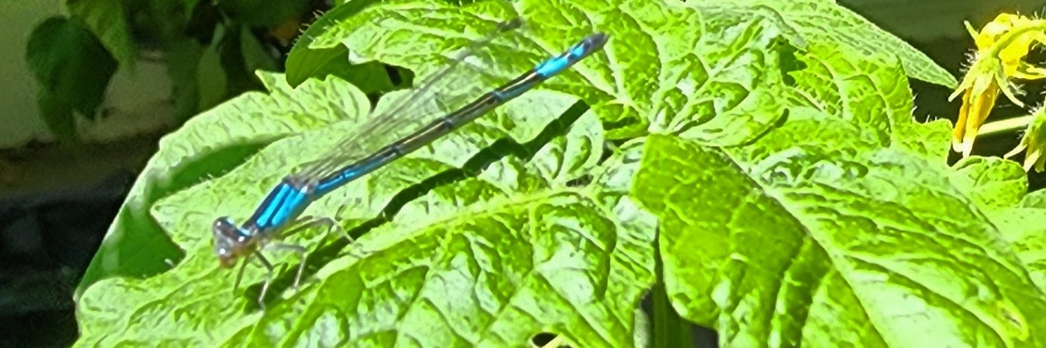 LadyJade banner