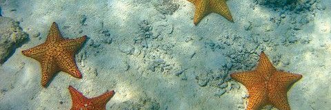 s_microcephalus's profile banner image