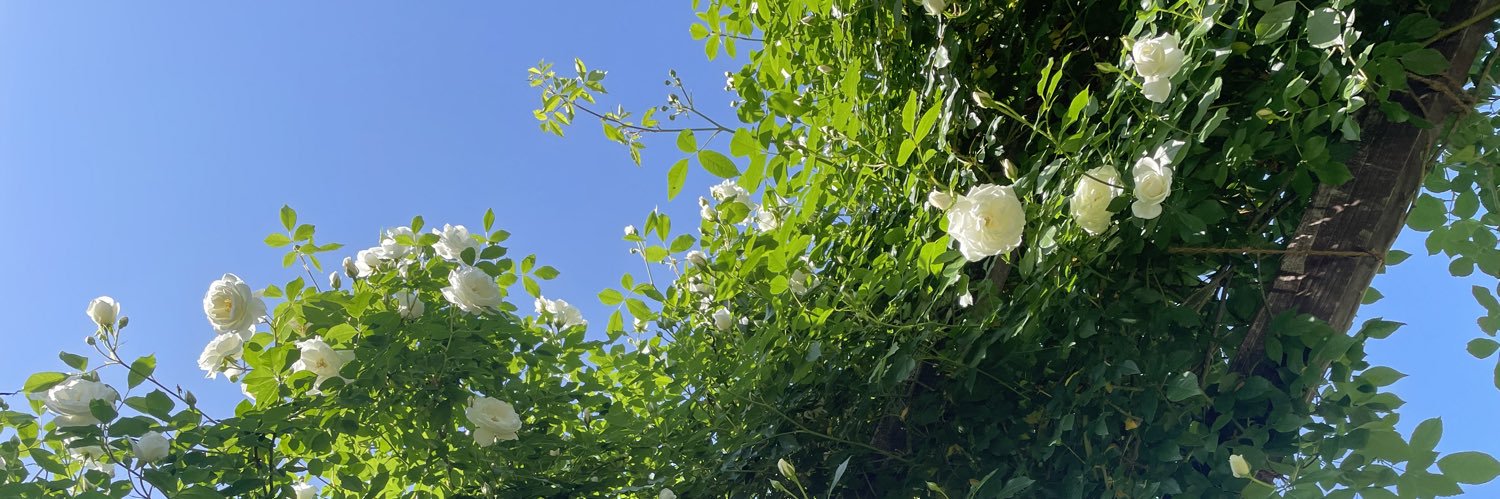 violet_blue6's profile banner image