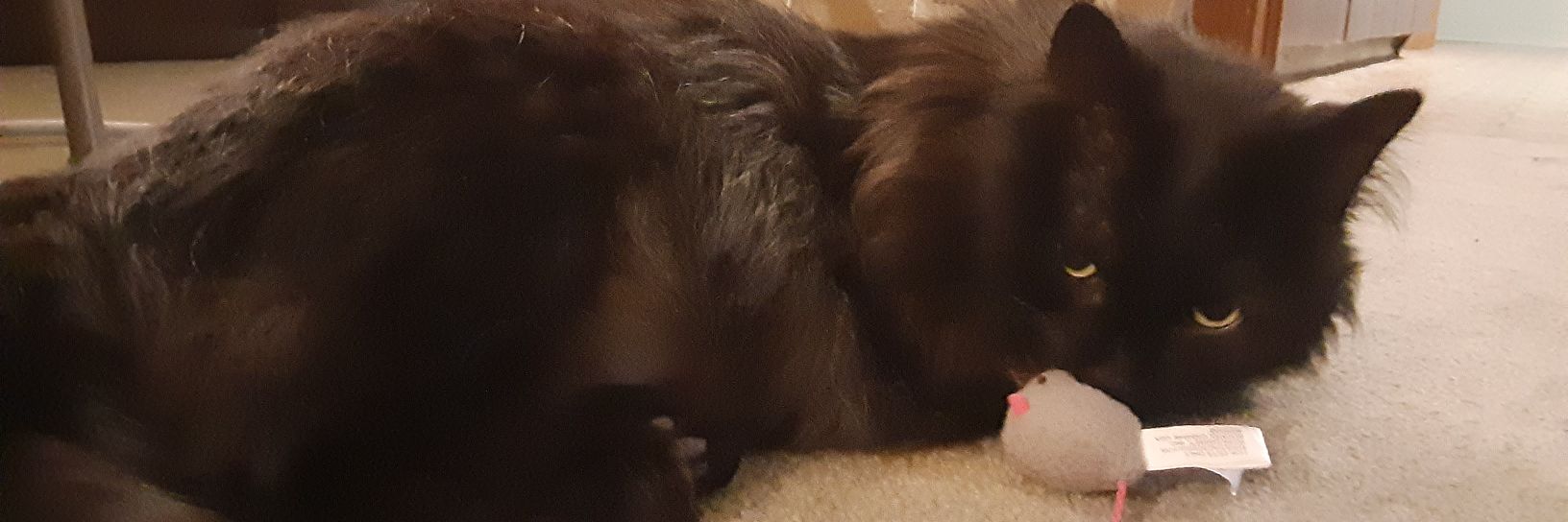 DoomsdayCola's profile banner image