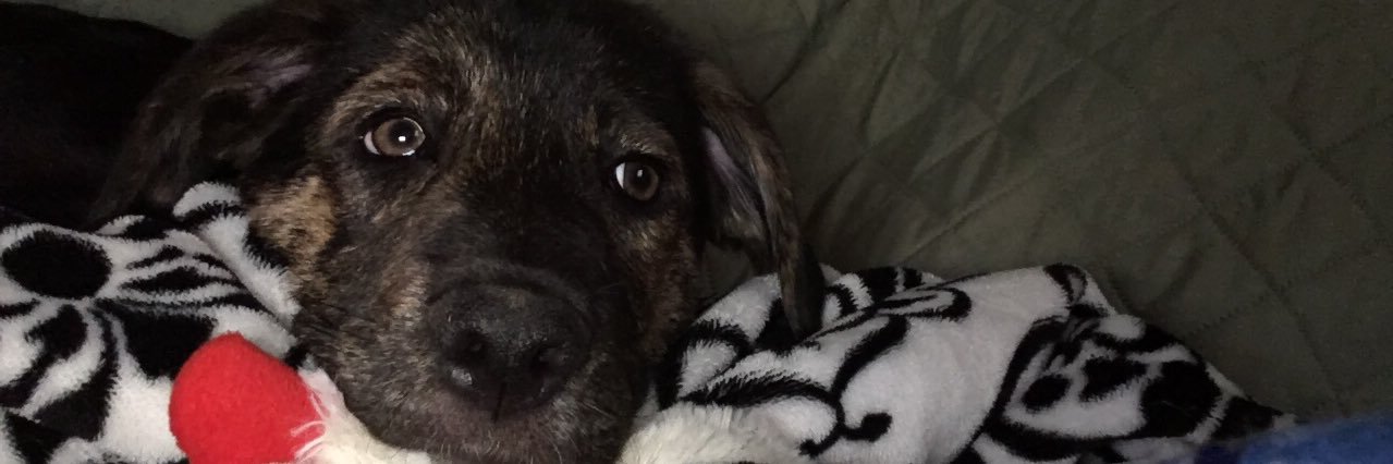 Chris Johnson banner