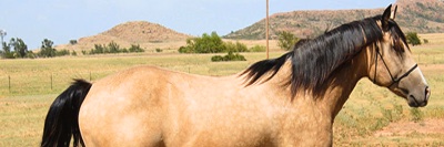 Kwangulus's profile banner image